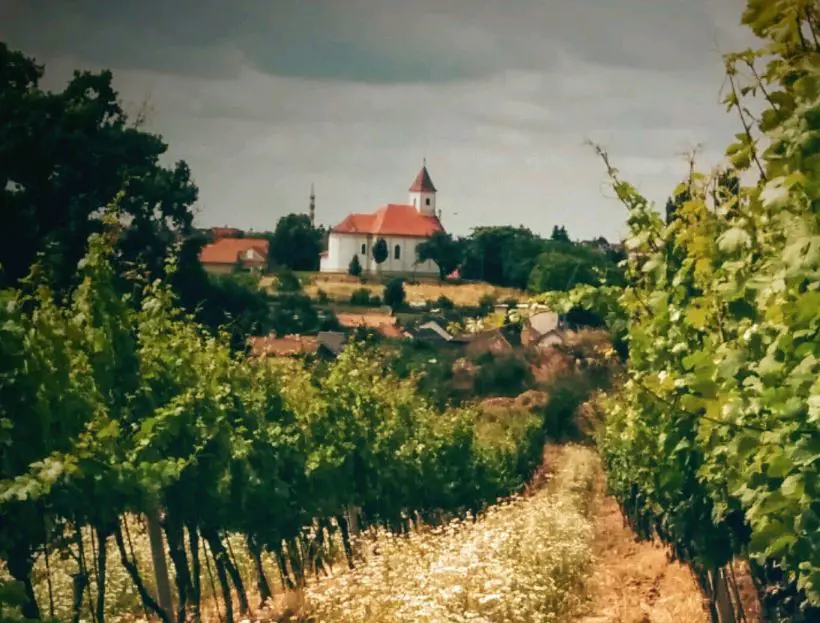 O združení vinosadských vinohradníkov a vinárov